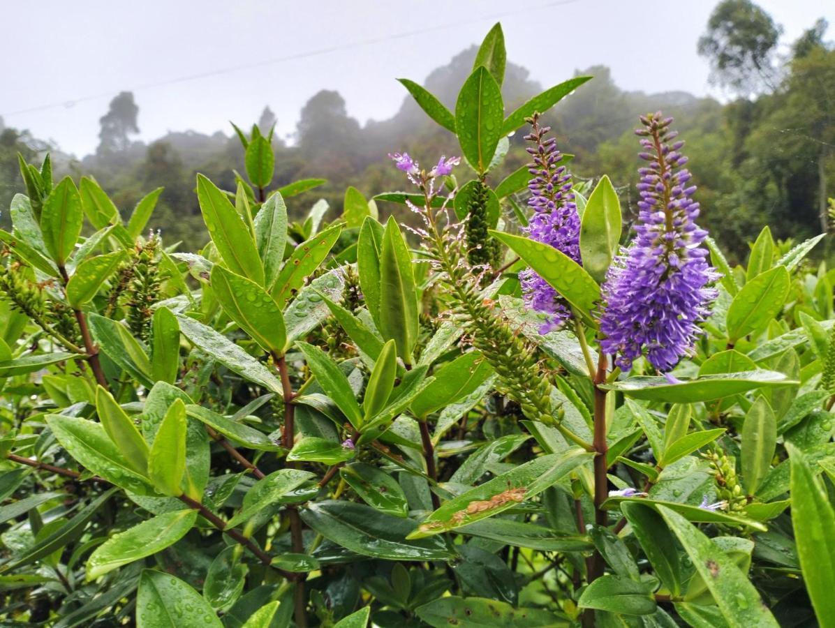 קמרון היילנדס Ng Family'S Farm Stay מראה חיצוני תמונה